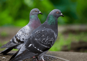 pigeons