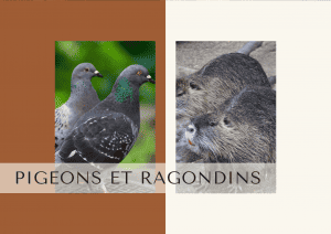 Régulation pigeons Régulation ragondins