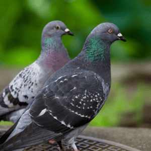 pigeons