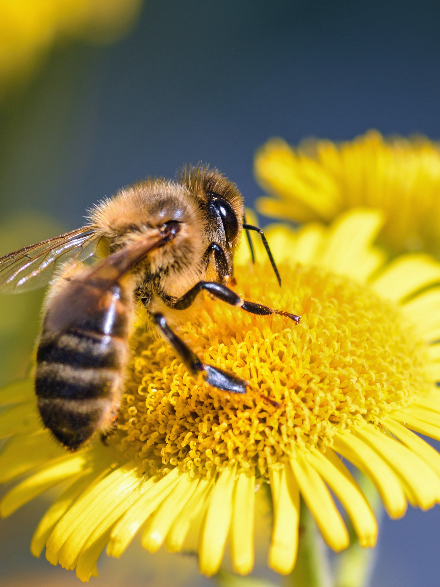 Abeilles landes