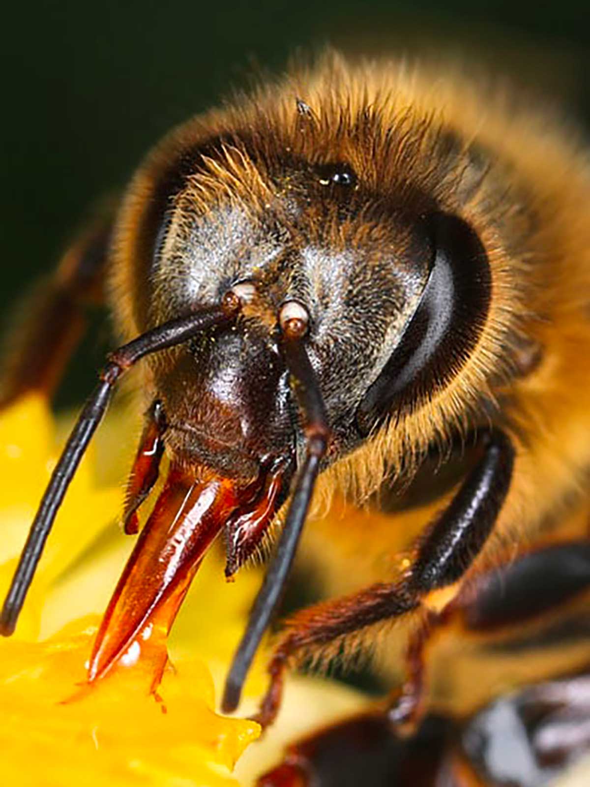 Abeilles sauvages Landes