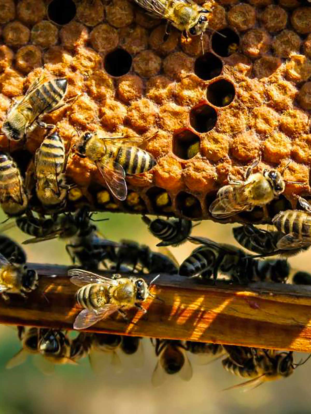 essaim abeilles sauvages