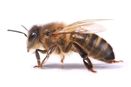 abeilles